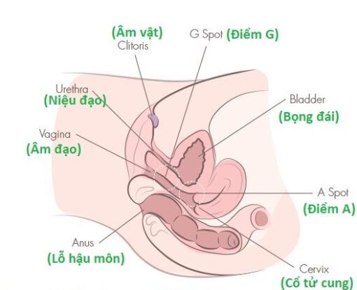Massage Nữ Tại Nhà Tphcm